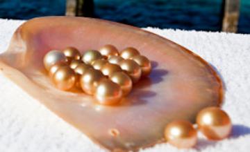 Golden south Sea pearls